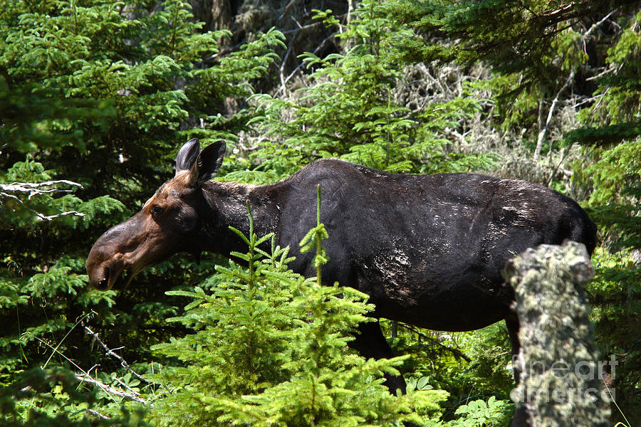 Moose On Isle Royal Photograph by Ted Kinsman