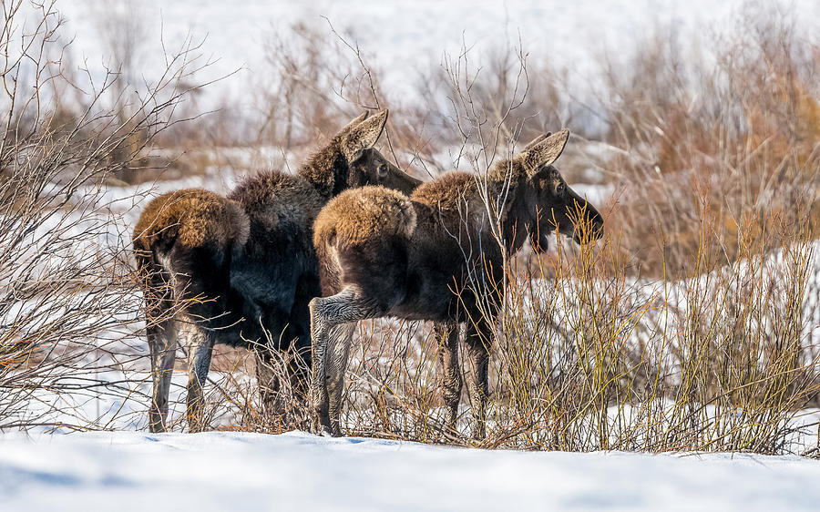 Moose On Morning Watch Photograph by Yeates Photography