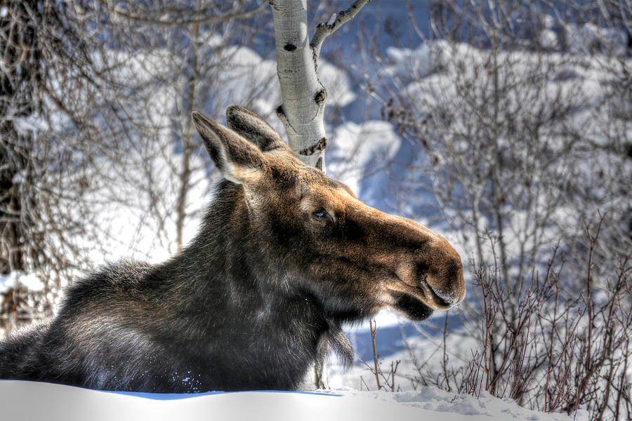 Moose on the Loose Photograph by Don Mercer