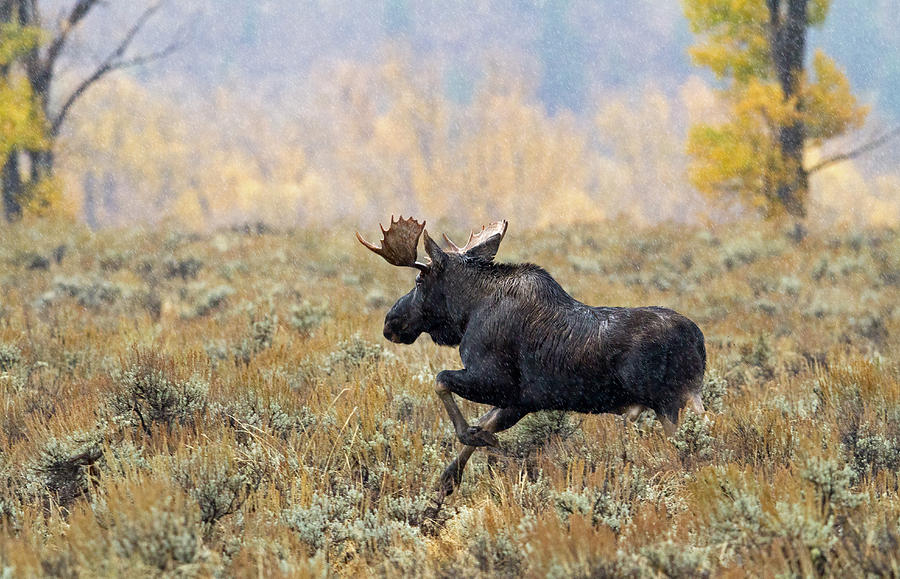 Moose on the Loose Photograph by Shari Sommerfeld