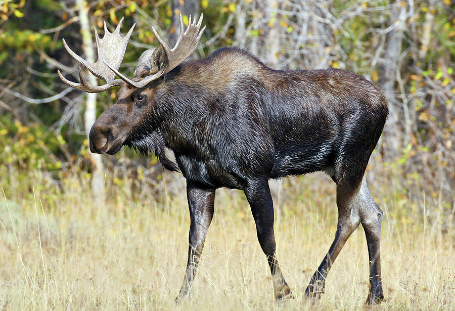 Moose on the Move Photograph by Wesley Aston