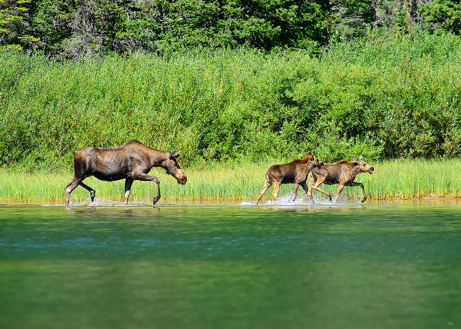 Glacier National Park Photograph - Moose Play by Greg Norrell