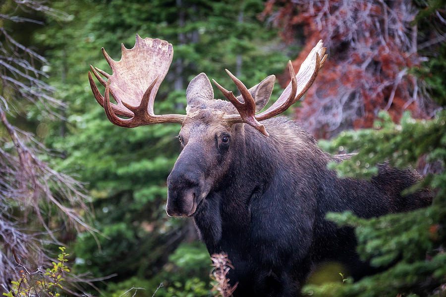 Moose Portrait - 2 Photograph by Alex Mironyuk