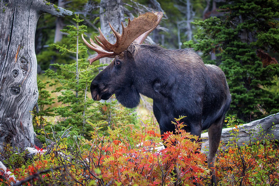 Moose Portrait Photograph by Alex Mironyuk