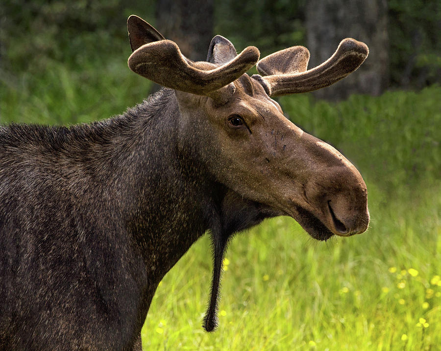 Moose Portrait Photograph by Art Cole