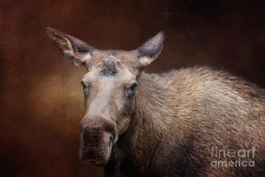 Moose Photograph - Moose Portrait by Eva Lechner