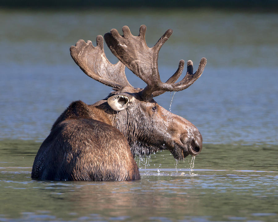 Moose Profile Photograph by Jack Bell