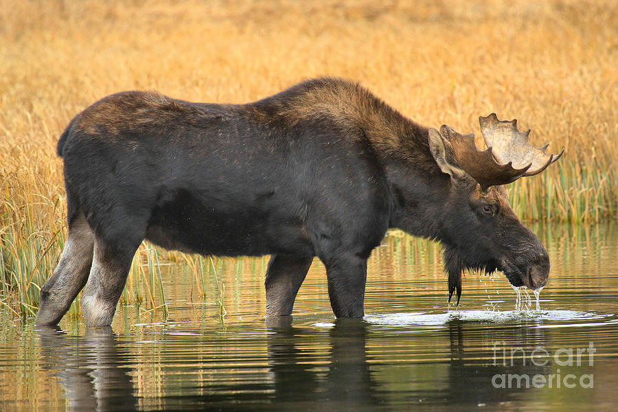 Moose Photograph - Moose Ripples by Adam Jewell