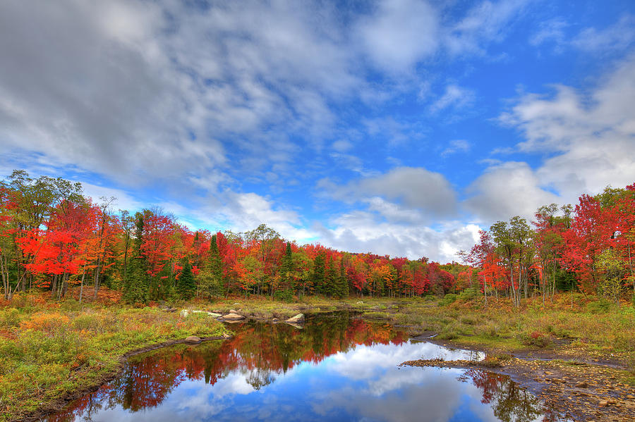 Moose River Tributary Photograph by David Patterson