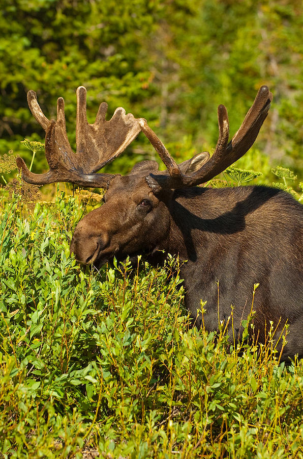 Moose Photograph by Sebastian Musial