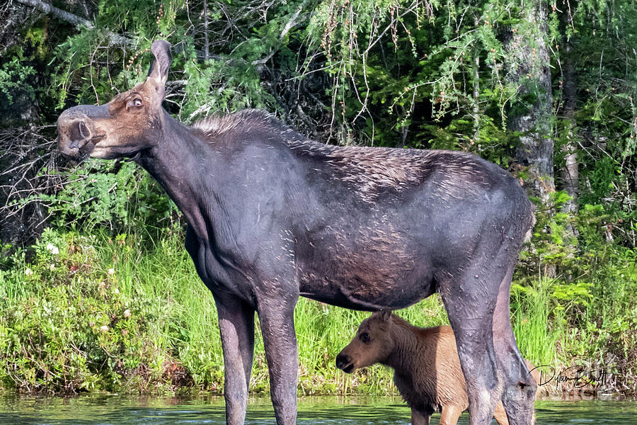 Moose shakes off the water with calf Photograph by Dylan Brett - Pixels