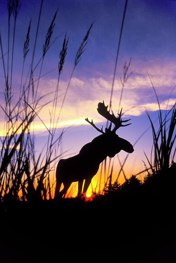 Moose Silhouette Photograph by Sean Davey