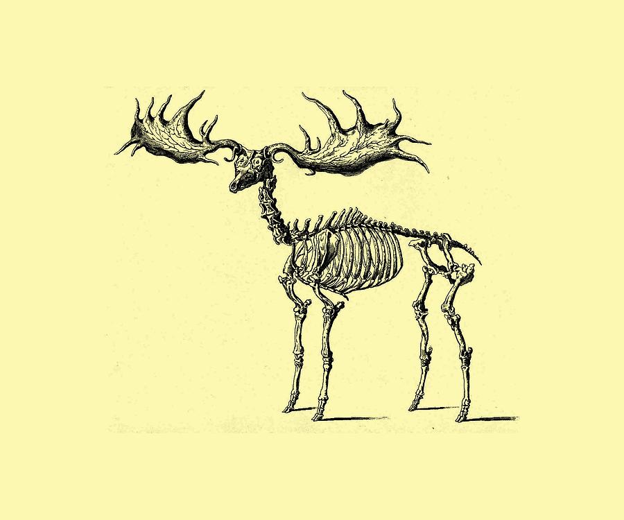 Moose Skeleton T Shirt design Digital Art by Bellesouth Studio