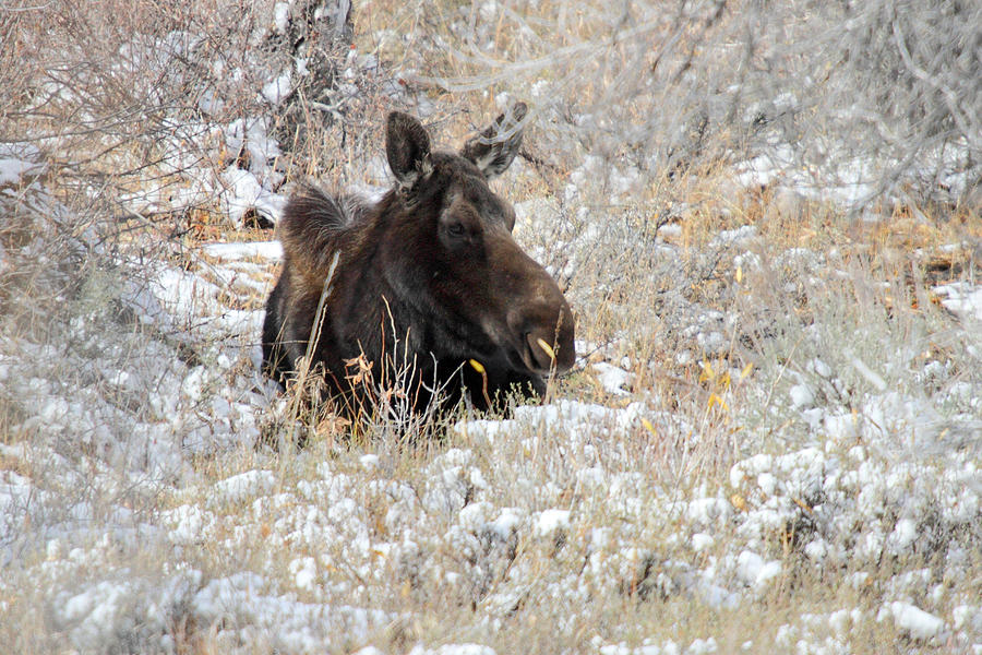 Moose sleeping in Grand Teton National Park Photograph by Pierre Leclerc Photography