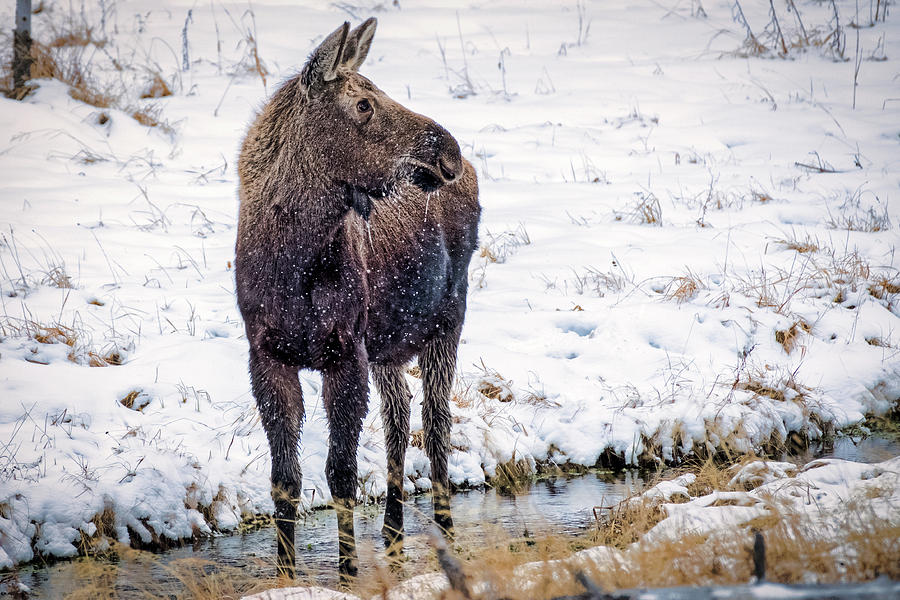 Moose Photograph by Stuart Litoff