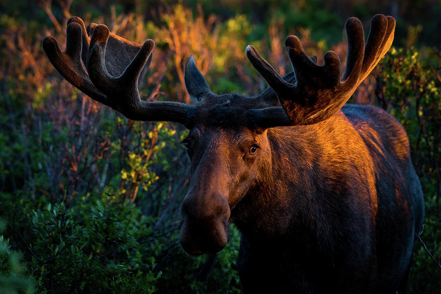 Moose Sunrise Photograph by Gary Kochel