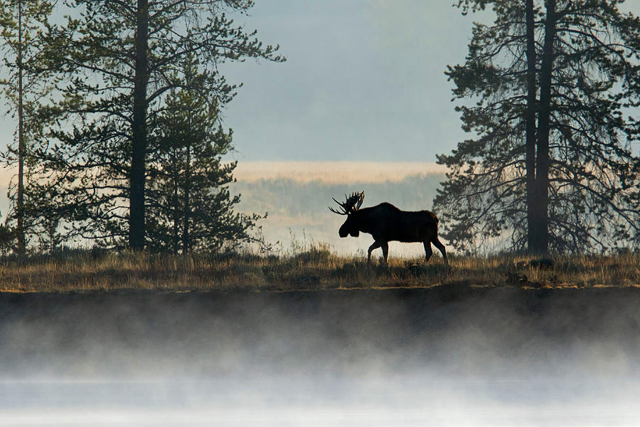 Moose Surprise Photograph by Shari Sommerfeld
