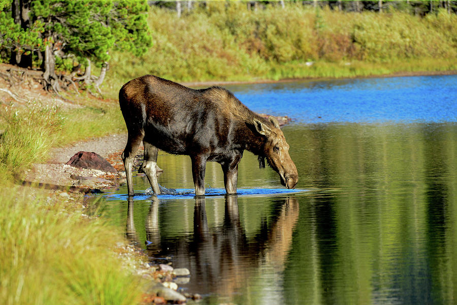 Moose, Swiftcurrent Lake, Glacier National Park Photograph by Marilyn Burton