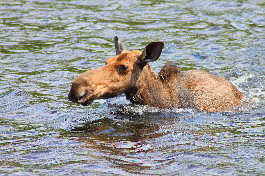 Moose Swimming Photograph by John Burk