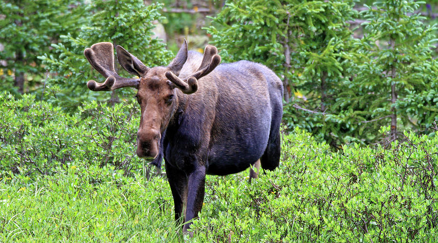 Moose Trail Photograph by Scott Mahon