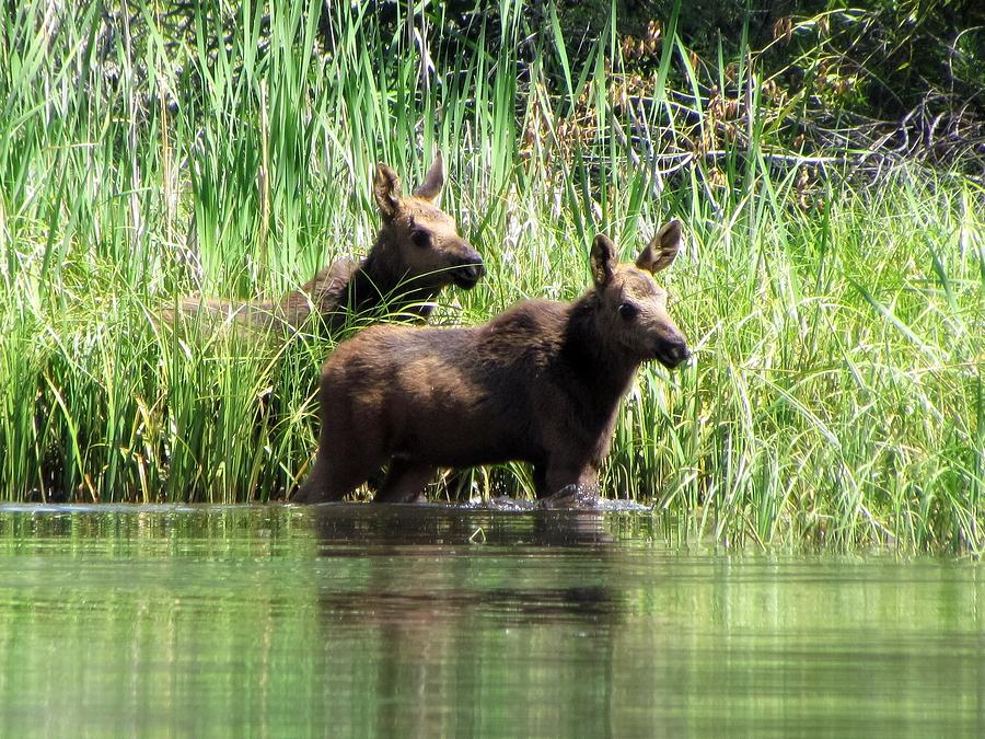 Moose Photograph - Moose Twins by LeAnne Perry