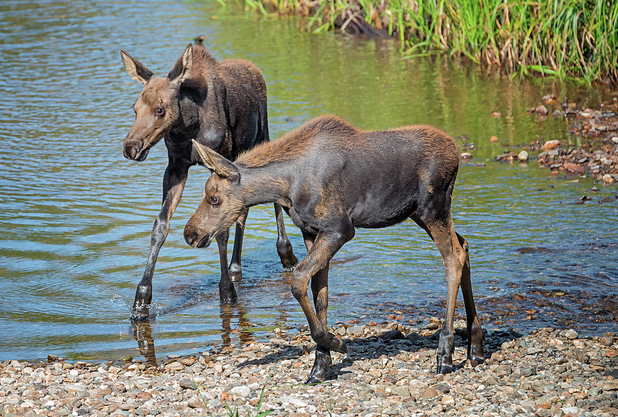 Rocky Mountain National Park Photograph - Moose Twins by Loree Johnson