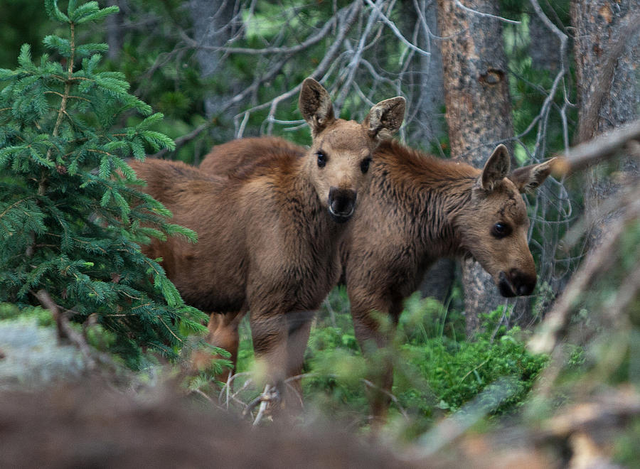 Rocky Mountain National Park Photograph - Moose Twins by Stephen Schwiesow