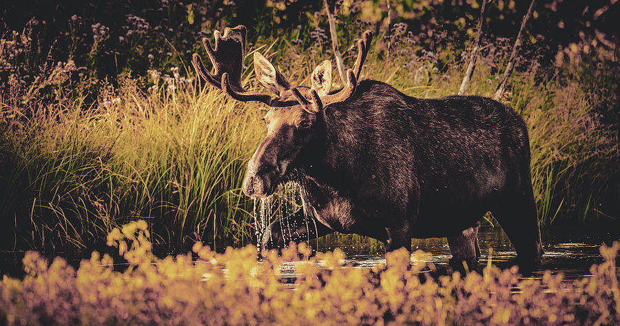 Moose Photograph by Mountain Dreams