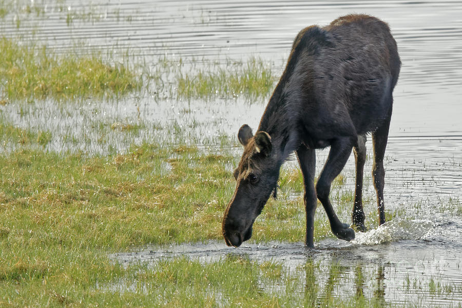 Moose Water Play Photograph by Natural Focal Point Photography