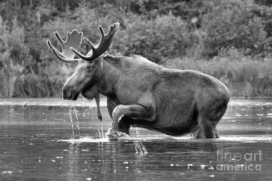 Moose Water Shuffle Black And White Photograph by Adam Jewell