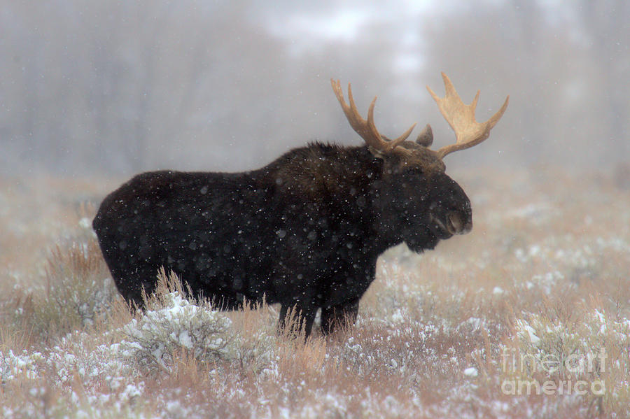 Grand Teton National Park Photograph - Moose Winter Silhouette by Adam Jewell