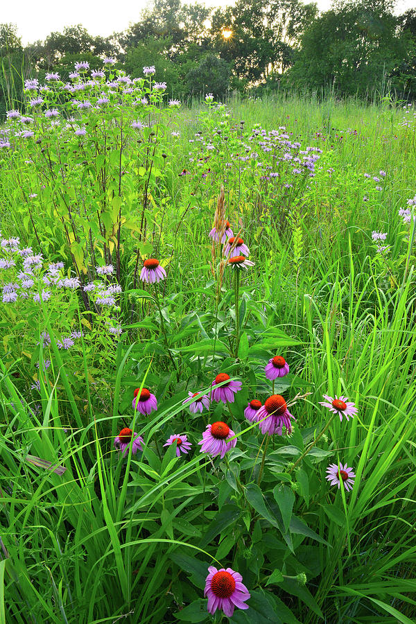 Moraine Hills Shelley Kelly Prairie Wildflowers Photograph by Ray Mathis