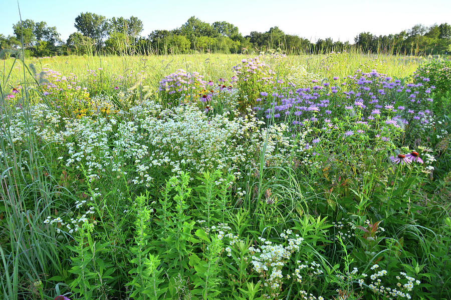 Moraine Hills State Park Prairie Photograph by Ray Mathis