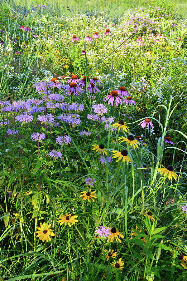 Moraine Hills Wildflower Garden Photograph by Ray Mathis
