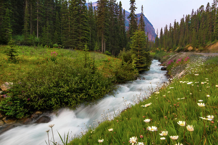 Banff National Park Photograph - Moraine Stream Wildflower Display by Norma Brandsberg