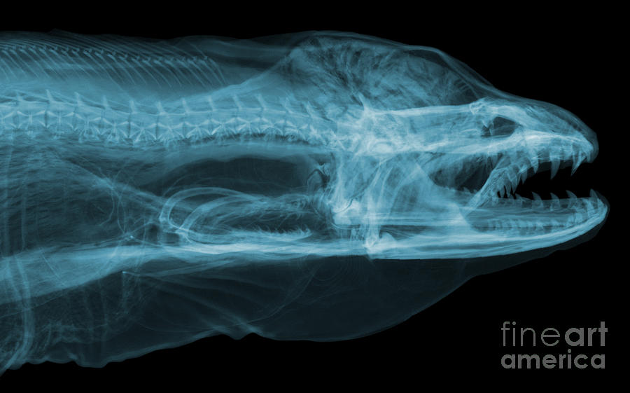 Moray Eel, Gymnothorax Funebris, X-ray Photograph by Ted Kinsman