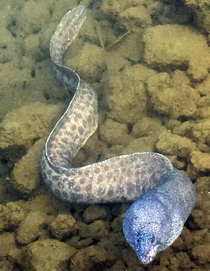 Moray Eel Photograph by Karen Nicholson
