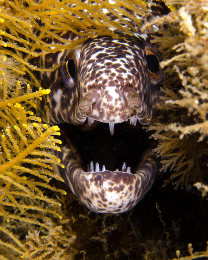 Nature Photograph - Moray Fangs by Brent Barnes