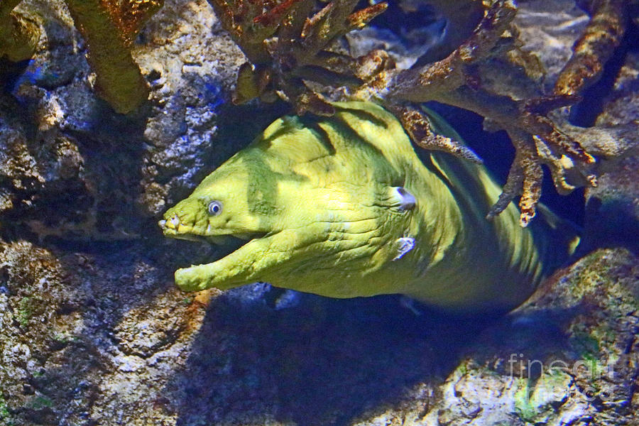 Moray Eel Photograph by Steve Gass - Fine Art America