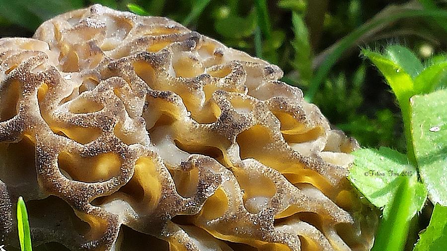 Mushroom Photograph - Morchella pattern by Felicia Tica
