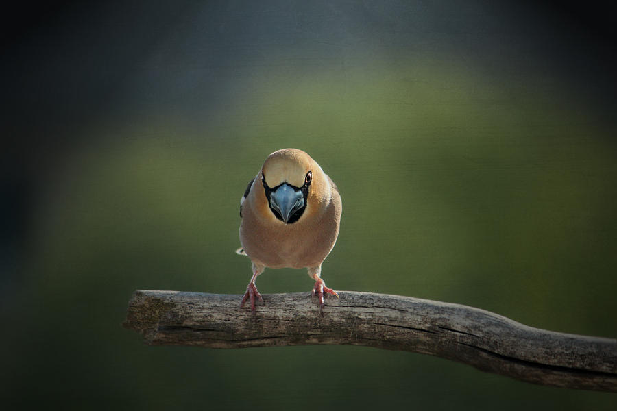 Spring Photograph - More Aggressive Hawfinch by Heike Hultsch