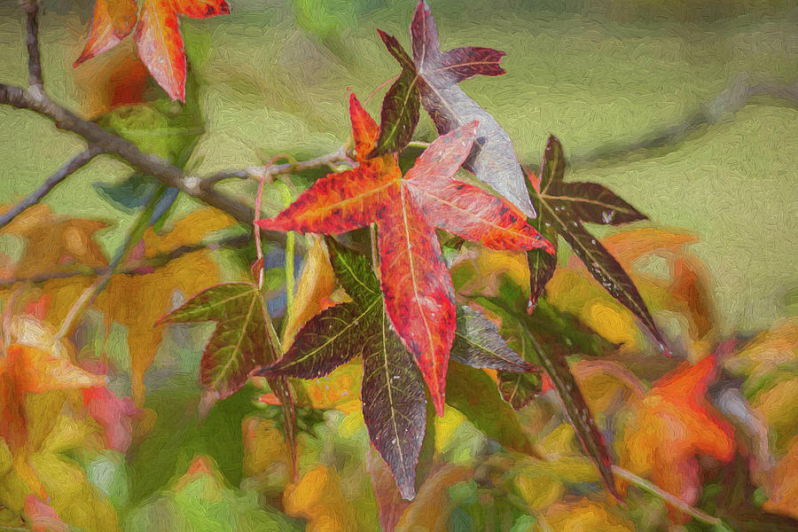 Fall Digital Art - More Autumn Leaves by Jeff Oates
