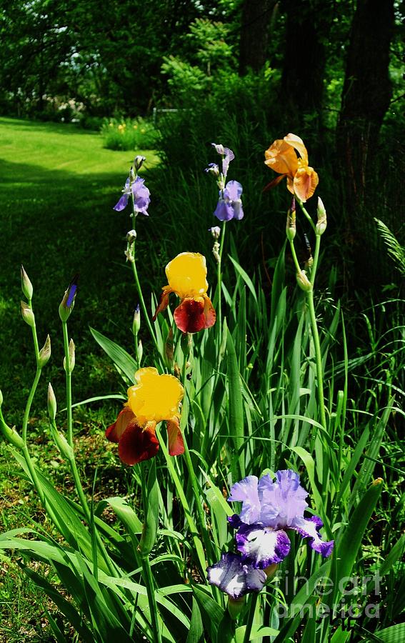 More Backyard Flowers Photograph by Marsha Heiken