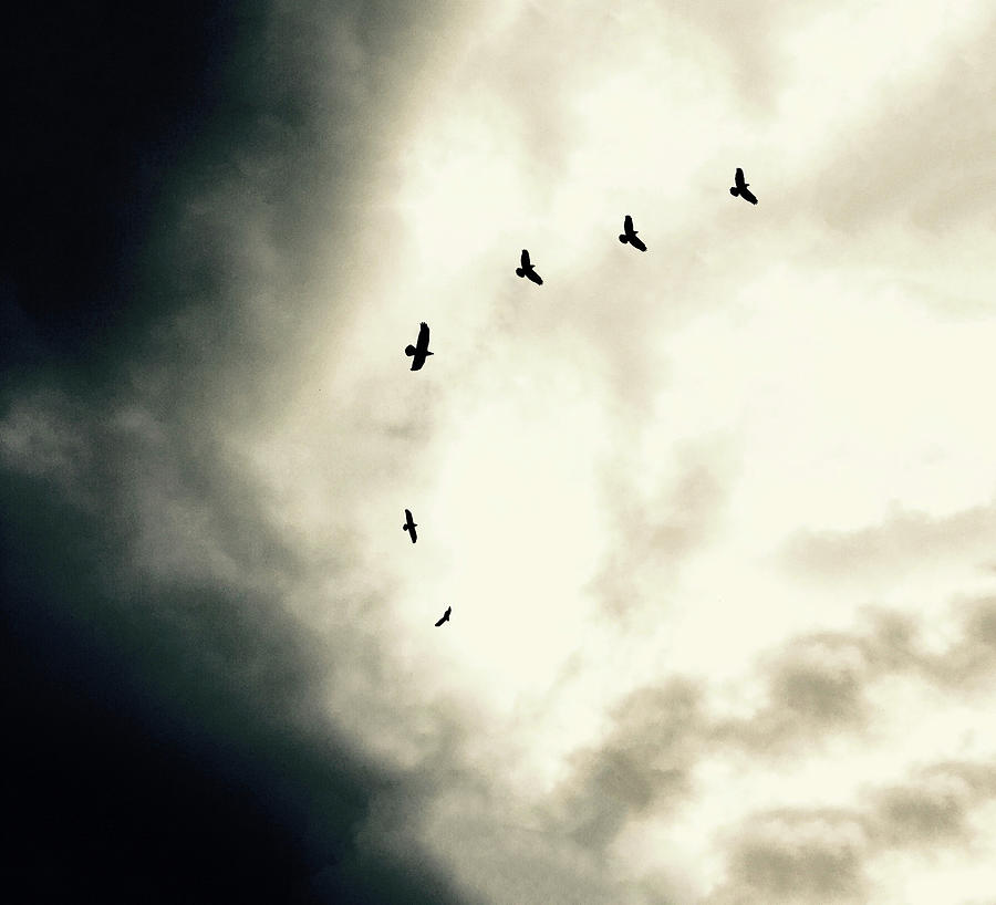 Big Sky Crows by Michael Van Huffel Big Sky Crows by Michael Van Huffel