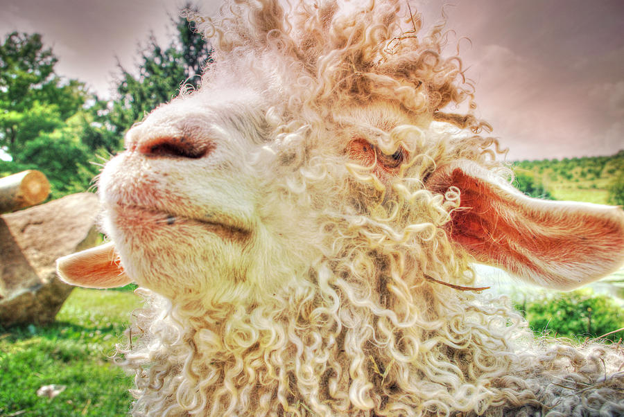 More Curly Haired Goat Digital Art