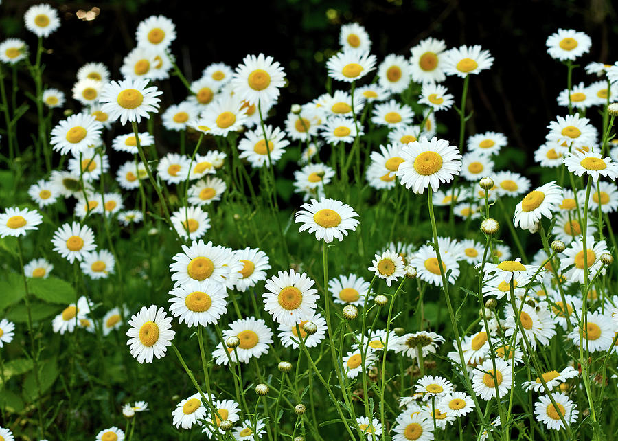 Summer Photograph - More Daisies  by Tim Fitzwater
