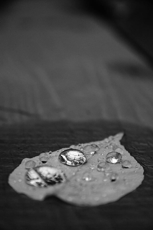 More Drops Black And White Photograph by Kreddible Trout