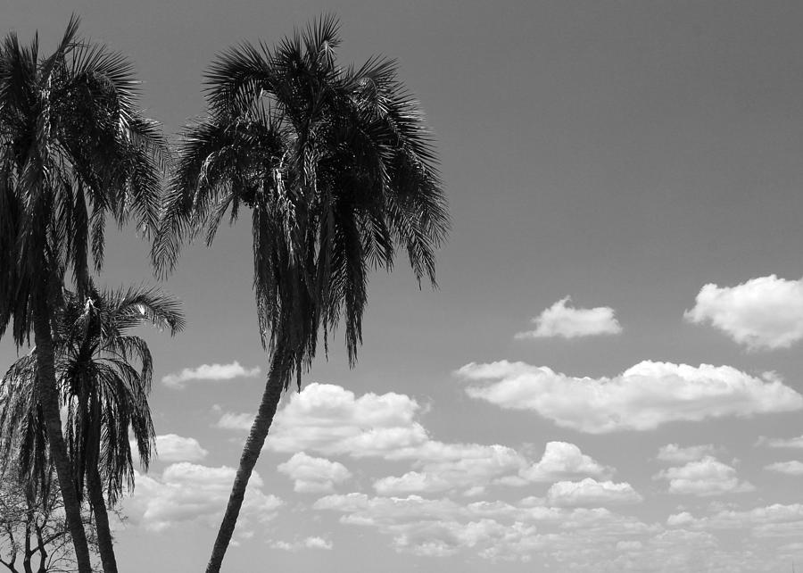 More Florida Palms Photograph by Robert Wilder Jr