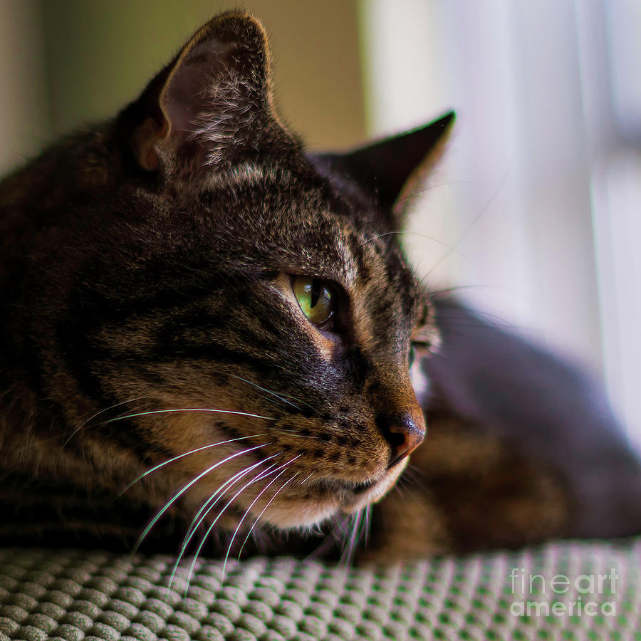 More Jack The Cat Photograph by Joe Geraci
