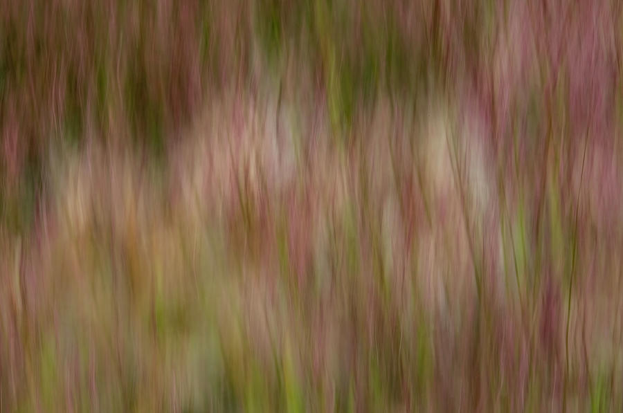 More Lake Grasses Photograph by Deborah Hughes